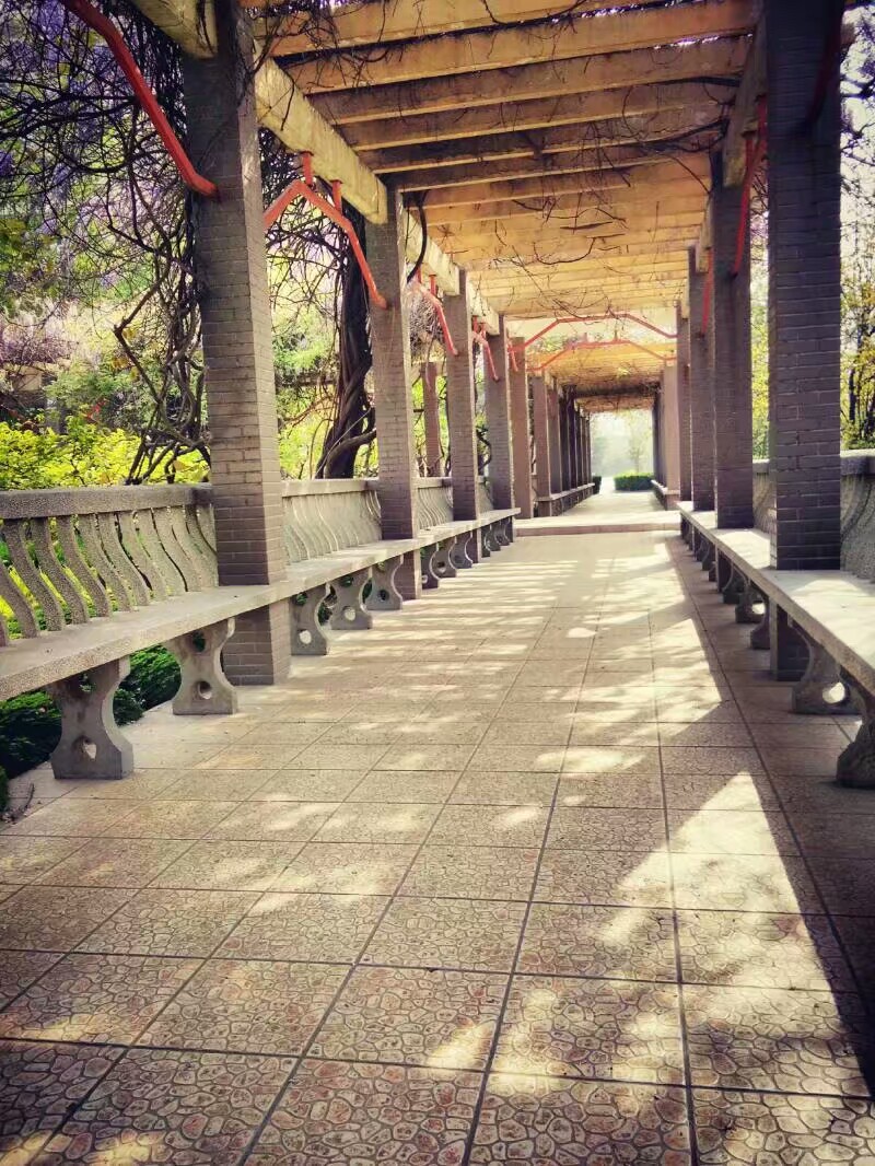 紫藤走廊 （16级酒店管理6班 凡满意同学 拍...